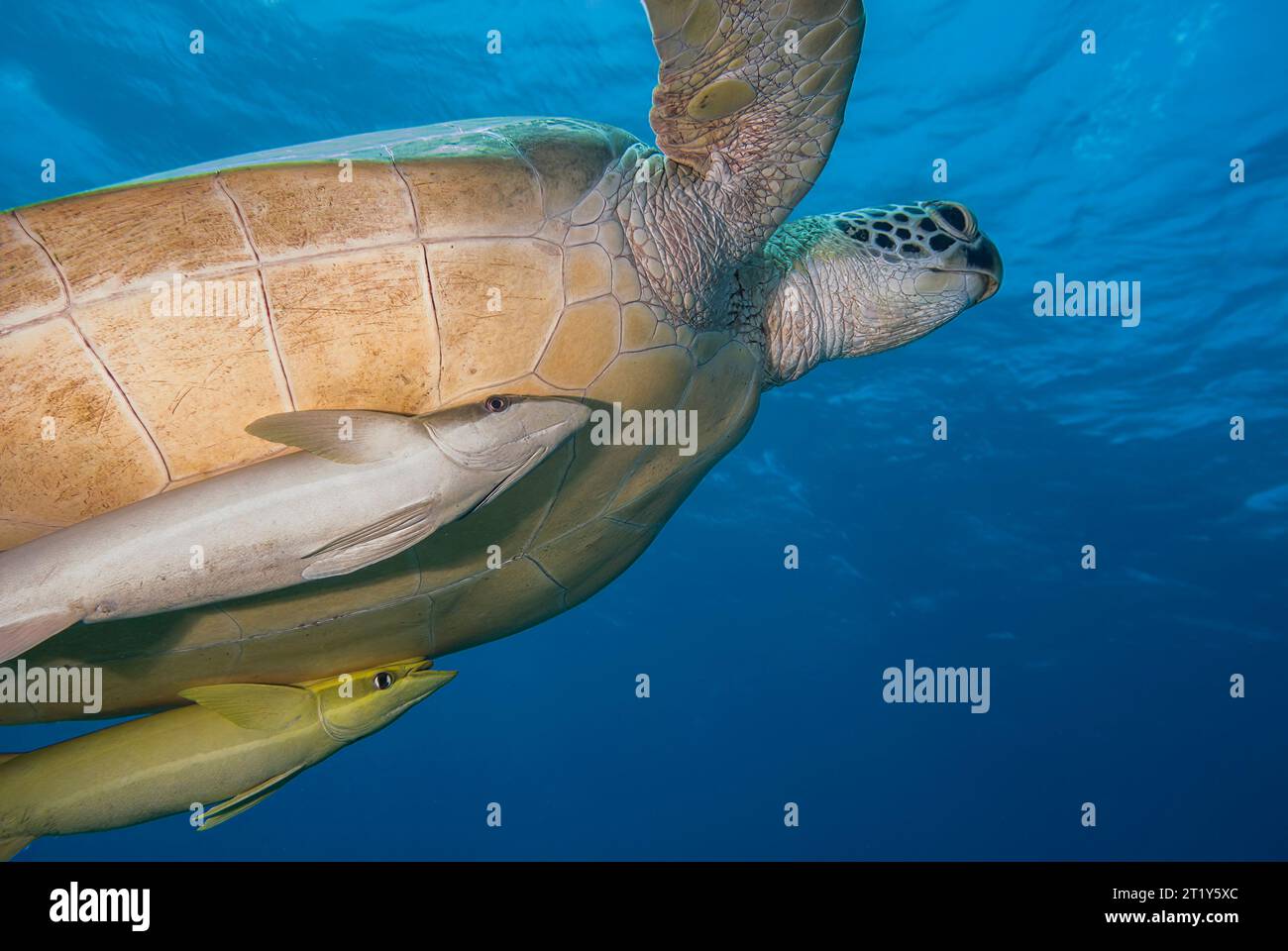 Portrait d'une tortue verte (Chelonia mydas) dans le bleu accompagné de deux remords Banque D'Images