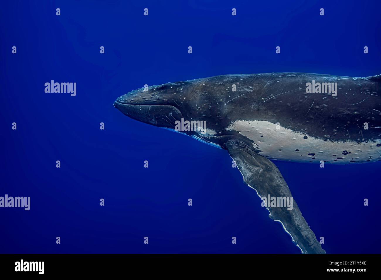 Portrait d'une baleine à bosse (Megaptera novaengliae) sous l'eau Banque D'Images