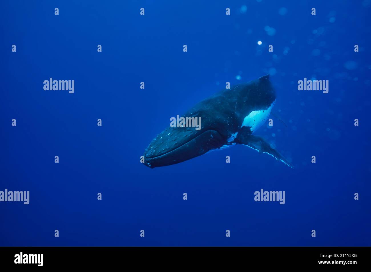 Baleine à bosse (Megaptera novaengliae) dans le bleu Banque D'Images