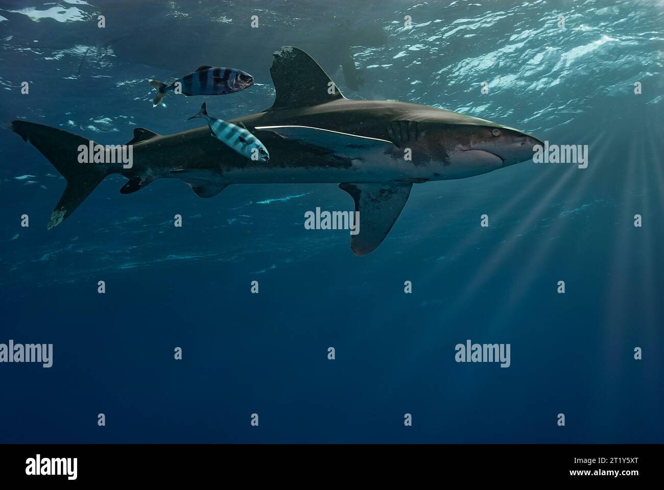 Majestueux requin blanc océanique (Carcharhinus longimanus) nageant près de la surface avec un couple de poissons pilotes et les rayons du soleil entrant dans le W. Banque D'Images