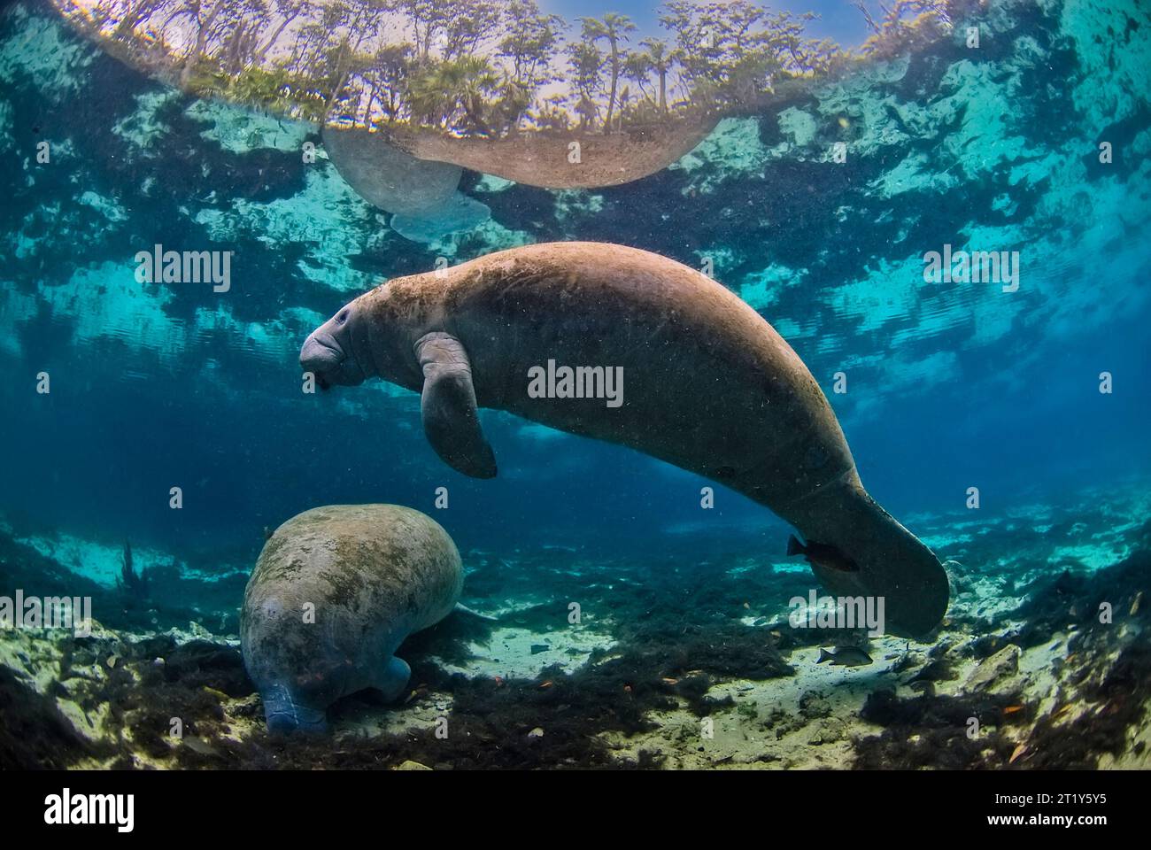 Deux lamantins de floride ((Trichechus manatus latirostris), l'un flottant paisiblement dans l'eau cristalline et l'autre mangeant au fond Banque D'Images