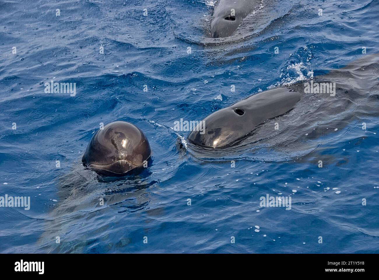 Groupe de 3 baleines pilotes (Globicephala melas) à la surface de la mer. Le plus jeune, la tête hors de l'eau, regarde avec curiosité Banque D'Images