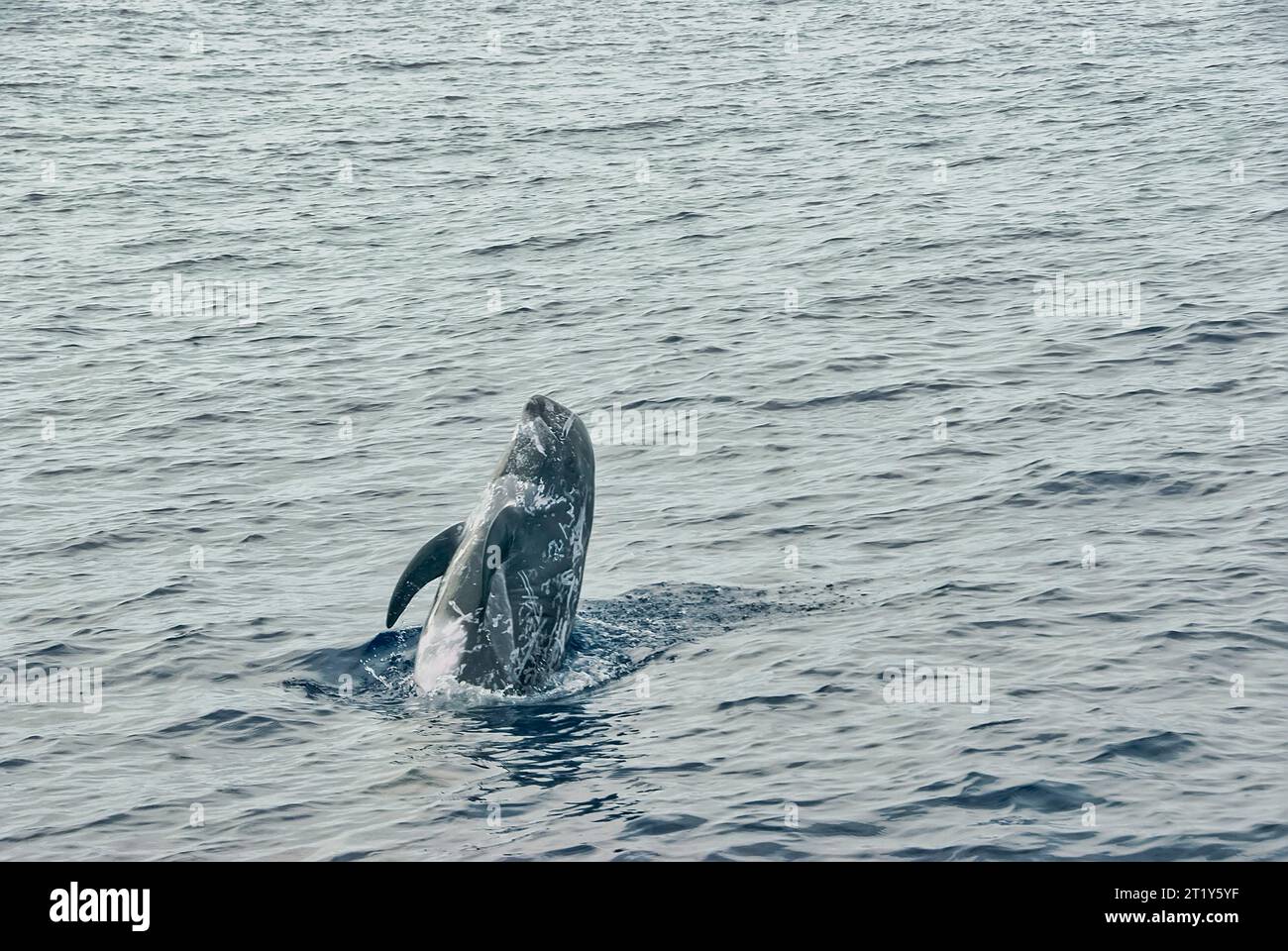 Le dauphin de Risso (Grampus griseus) sautant hors de l'eau par temps nuageux. La moitié de son corps est hors de l'eau Banque D'Images