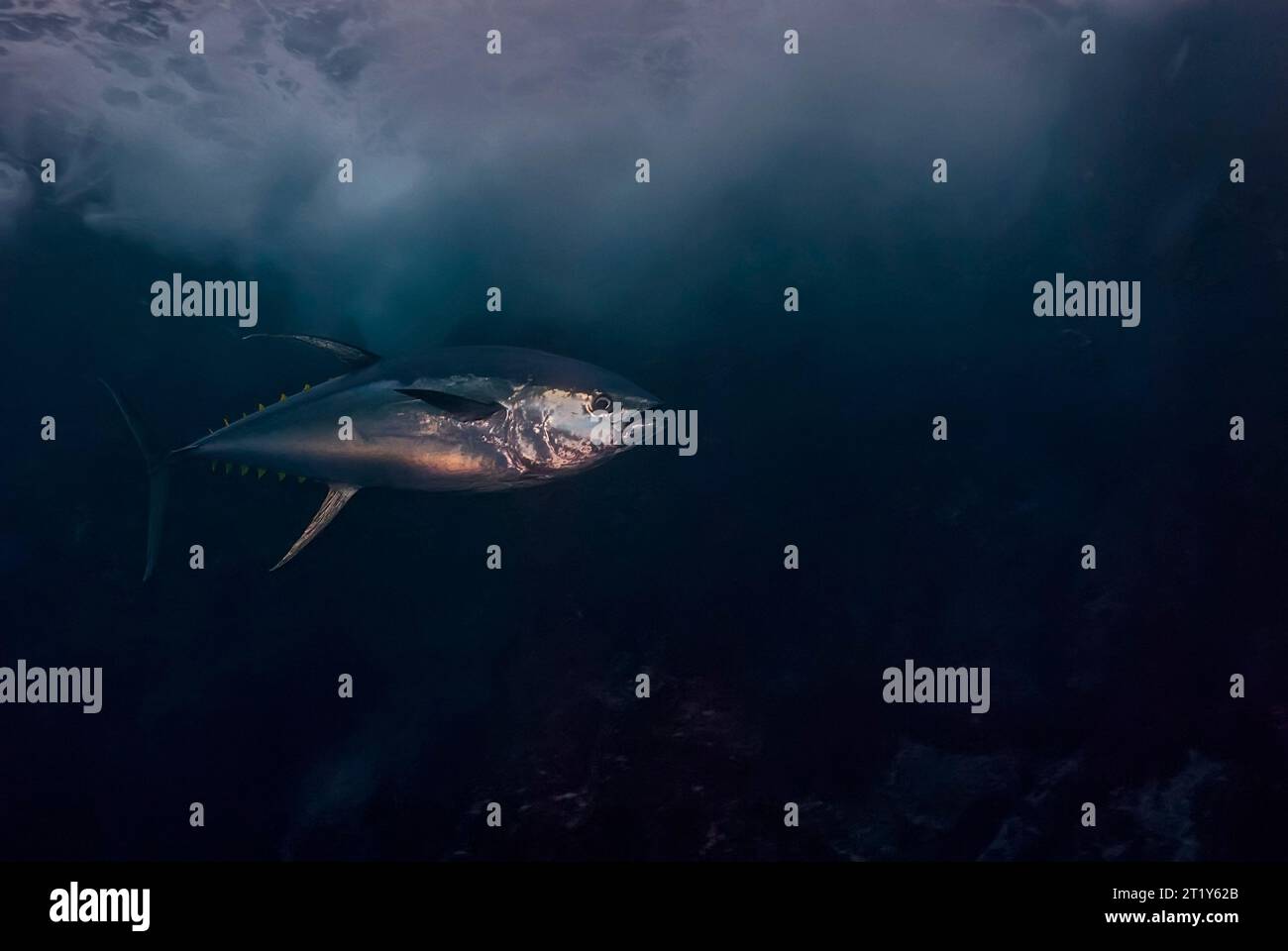 Le thon à nageoires jaunes (Thunnus alcbacarens) nageant sous les vagues d'une île volcanique Banque D'Images