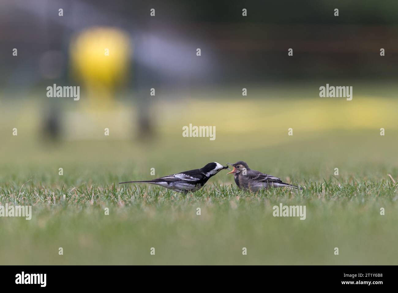 Pied Wagtail [ Motacilla alba ] sur pelouse avec insecte dans son bec / bec nourrissant l'oiseau juvénile Banque D'Images