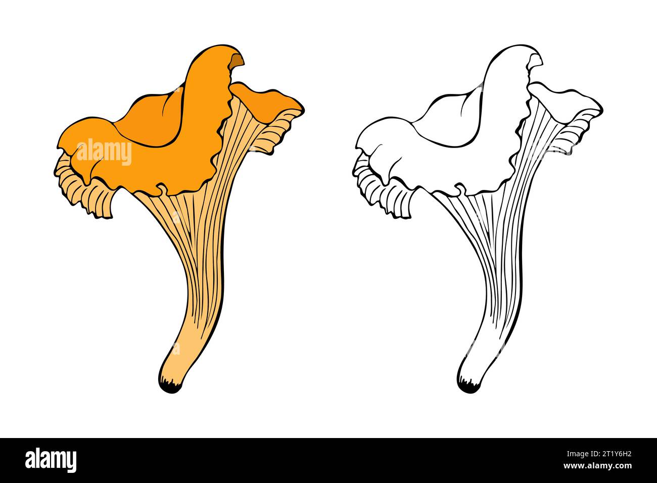 Chanterelle champignon dessiné à la main contour doodle, isolé, fond blanc. Illustration vectorielle Illustration de Vecteur