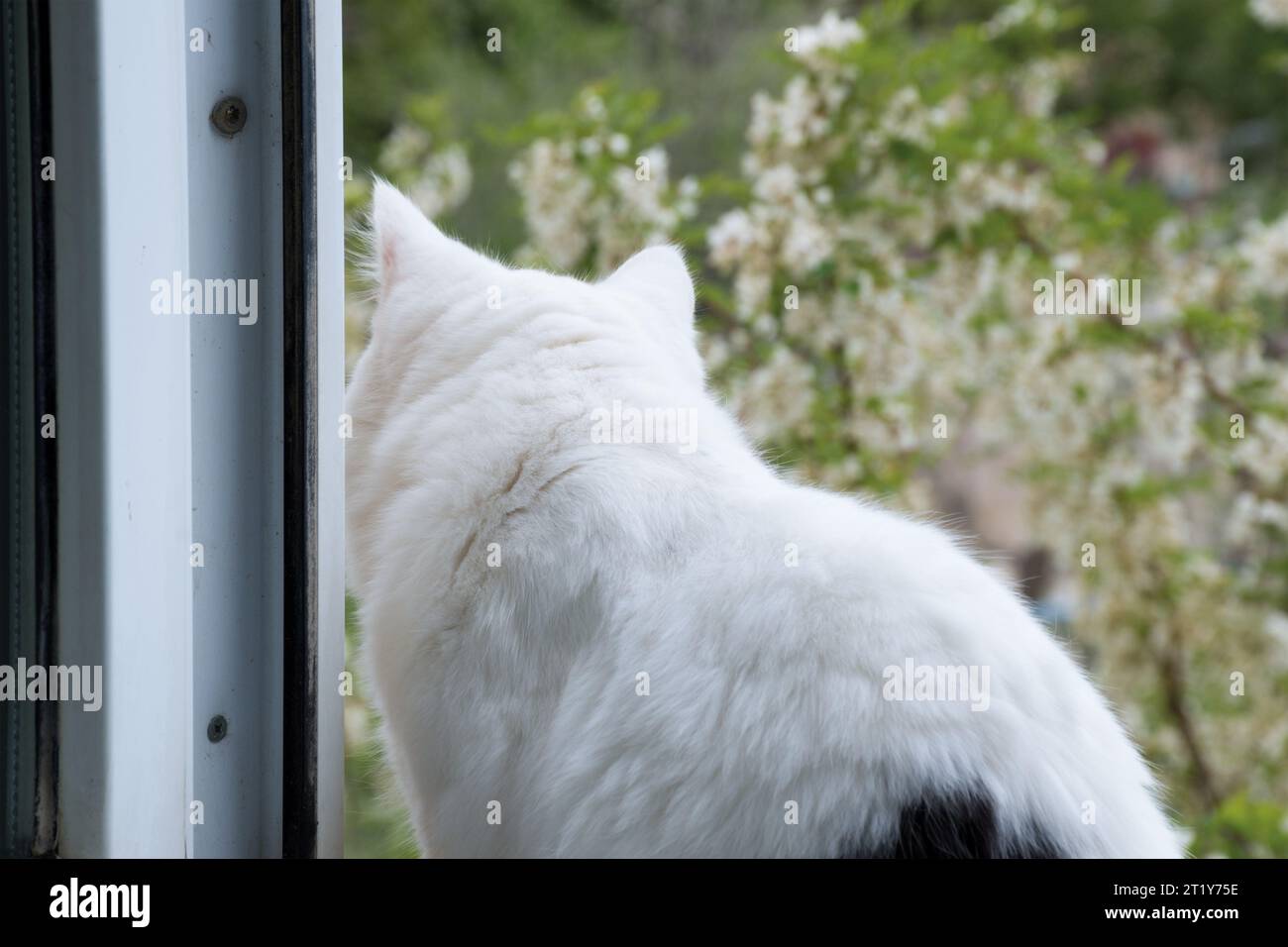 Chat blanc-noir assis près d'une fenêtre ouverte sur le rebord de la fenêtre. Banque D'Images