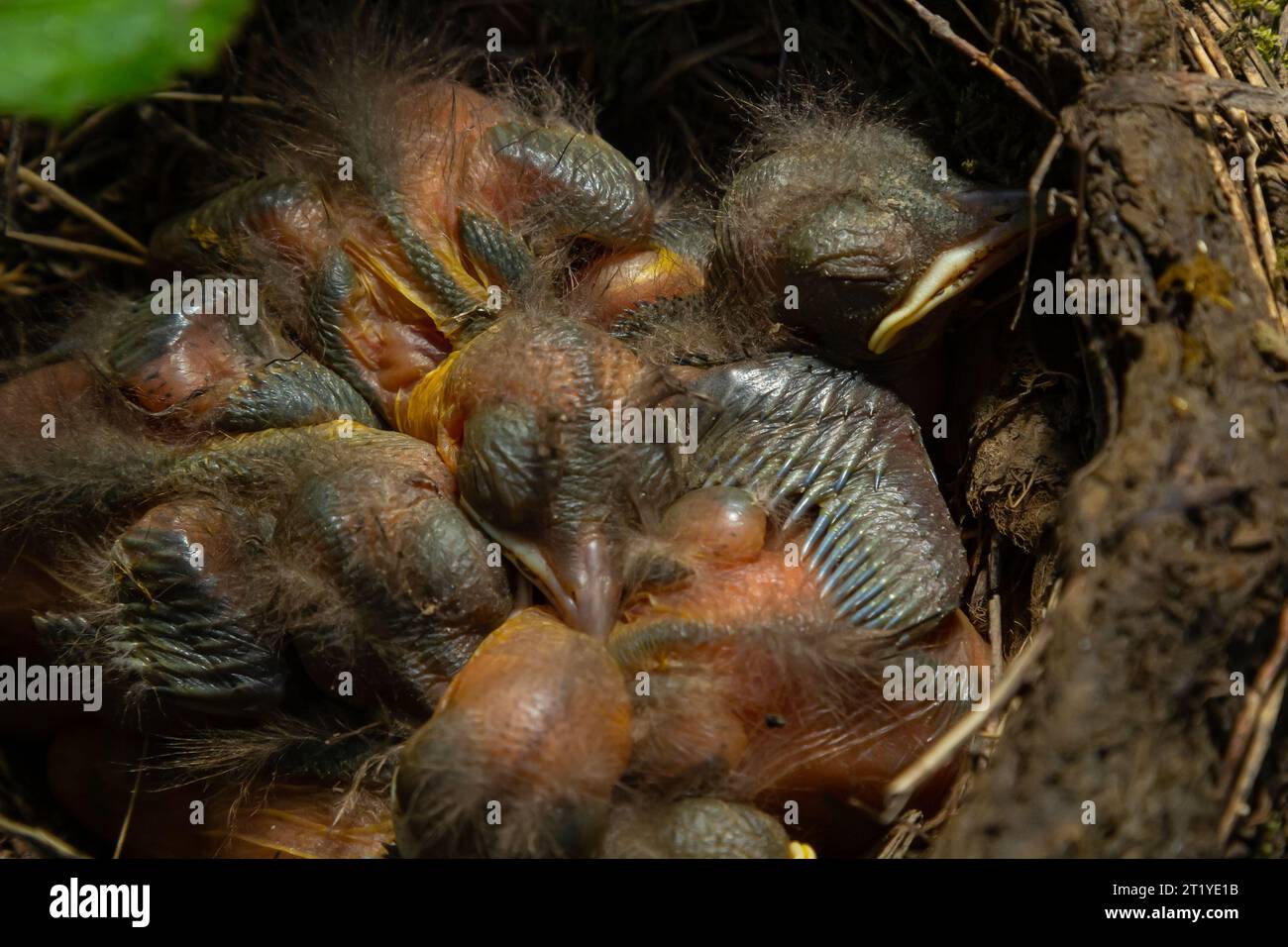 Bébés oiseaux dans le nid oiseaux et muettes brumeuses. Thrushes. Banque D'Images