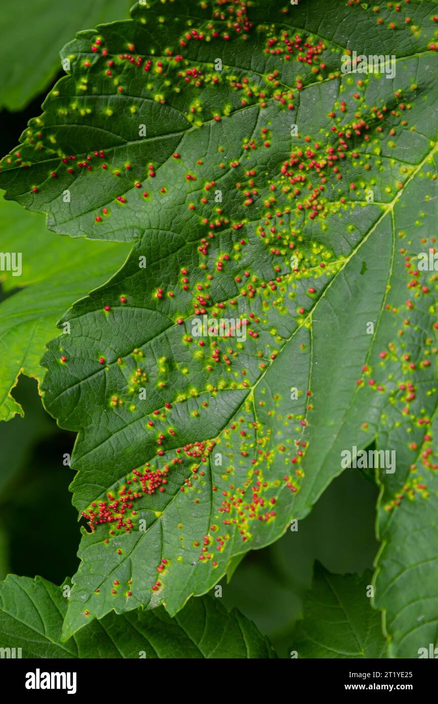 Feuilles avec acarien biliaire Eriophyes tiliae. Photographie rapprochée d'une feuille atteinte de Galles d'Eriophyes tiliae. Photo de haute qualité Banque D'Images