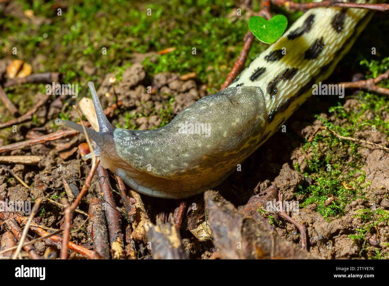 Limax maximus - limace léopard rampant sur le sol parmi les feuilles et laisse une piste. Banque D'Images