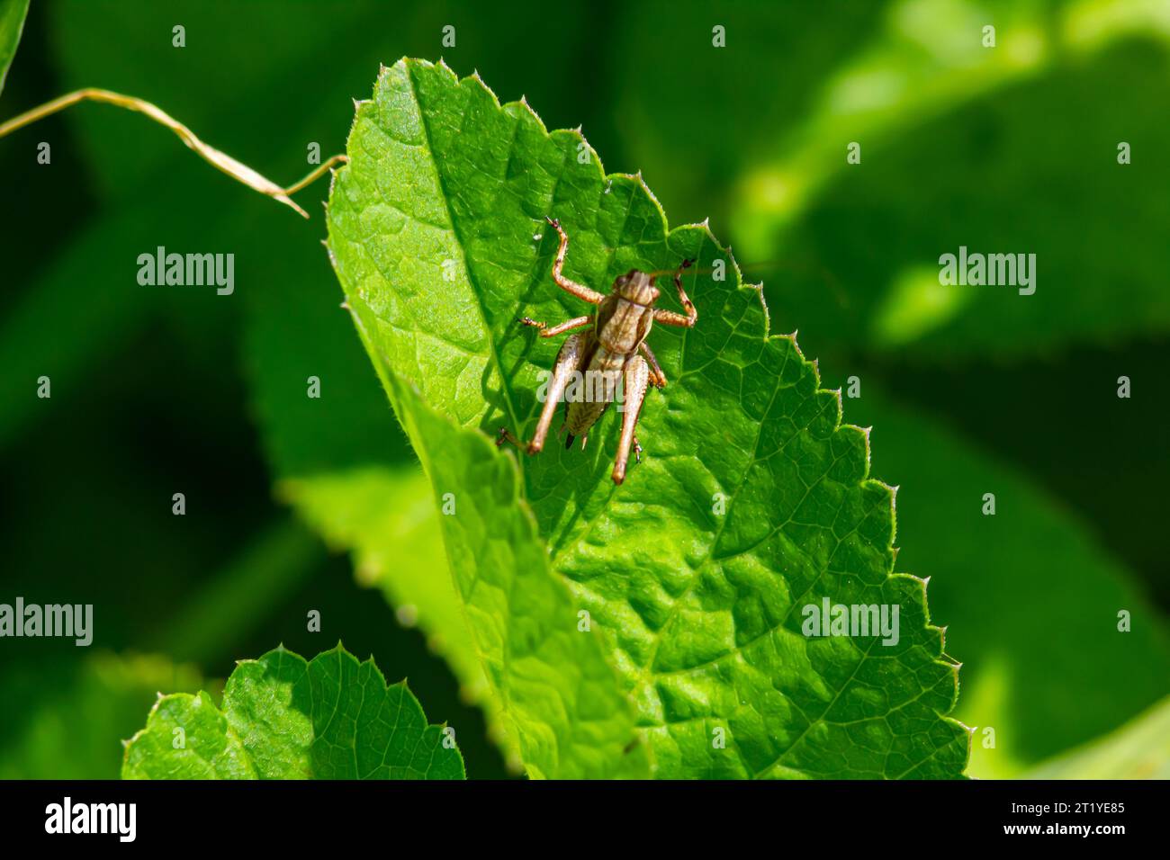 Gros plan naturel sur un bush-cricket noir sub-adulte, Pholidoptera griséoaptera assis sur une feuille verte. Banque D'Images