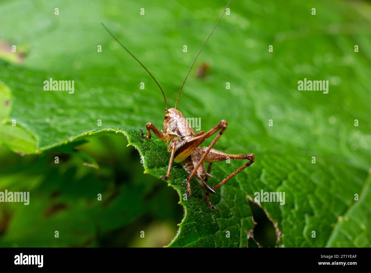 Gros plan naturel sur un bush-cricket noir sub-adulte, Pholidoptera griséoaptera assis sur une feuille verte. Banque D'Images