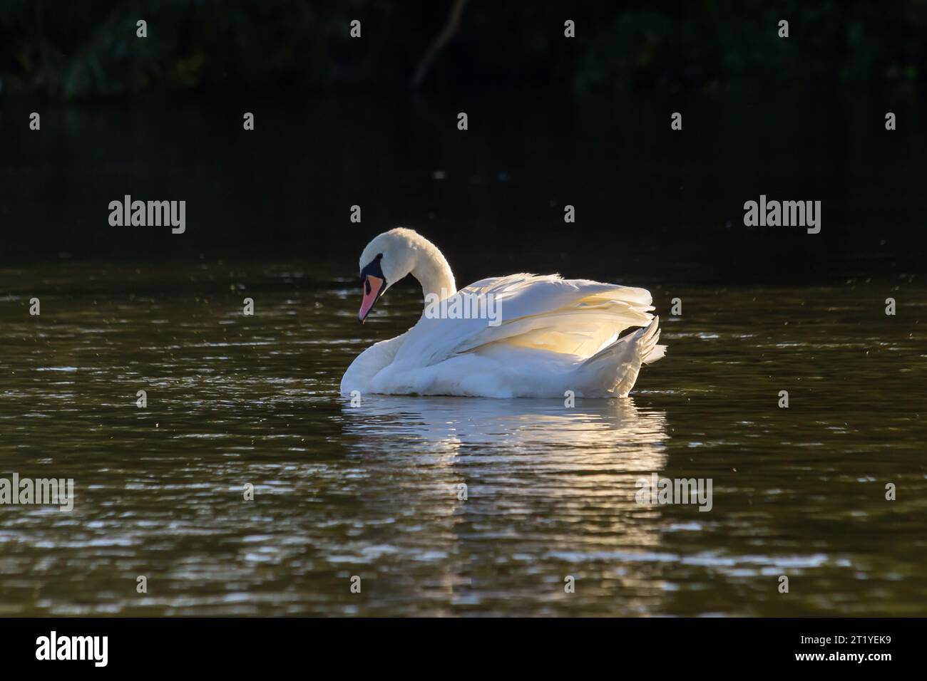 Cygnus olor, cygne nageant dans l'eau. Banque D'Images