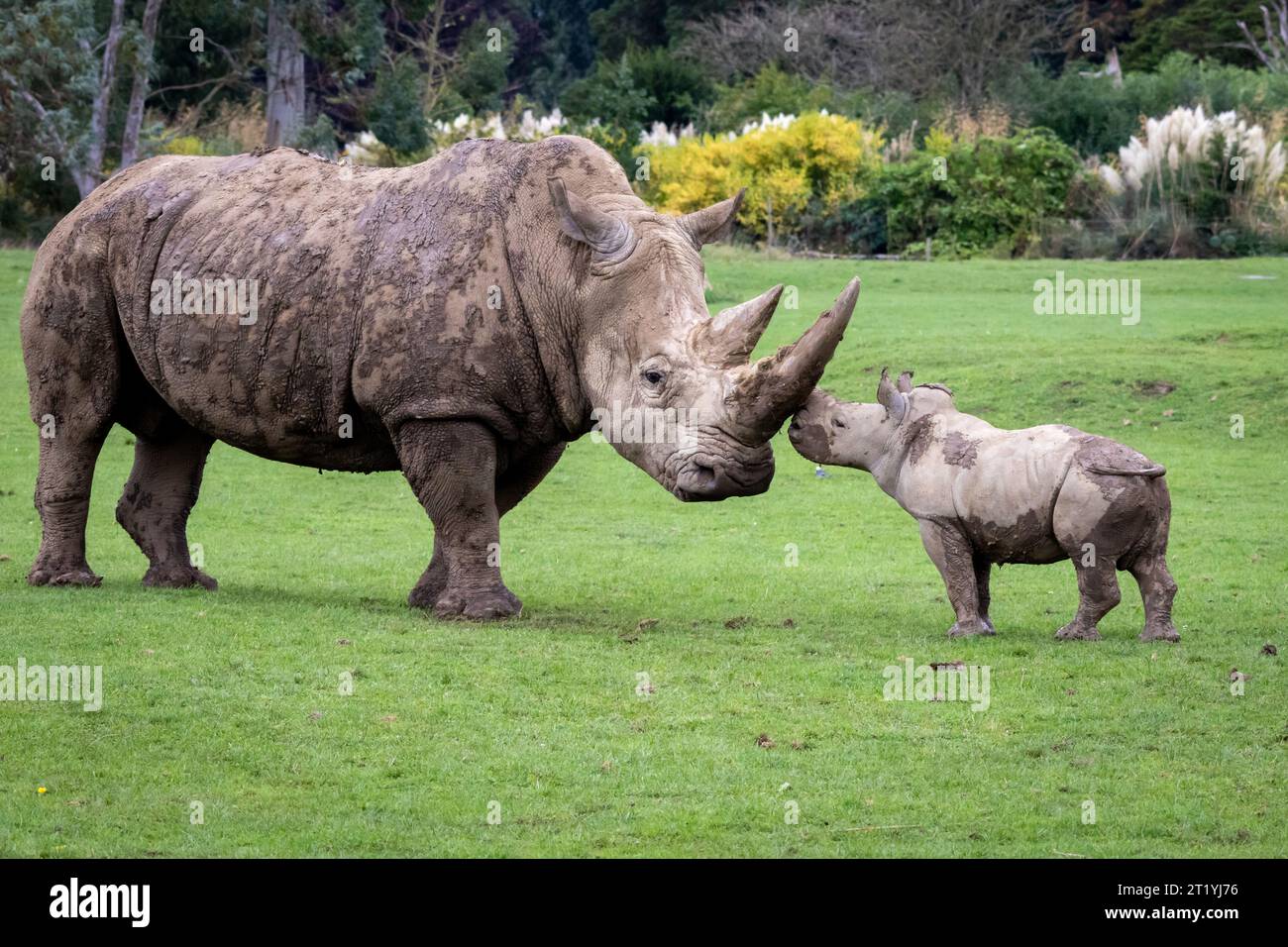 Henry essaie ses nouvelles techniques avec papa qui est très patient COTSWOLDS WILDLIFE PARK, ANGLETERRE DES IMAGES ADORABLES montrent deux veaux rhinocéros blancs du Sud jouer Banque D'Images