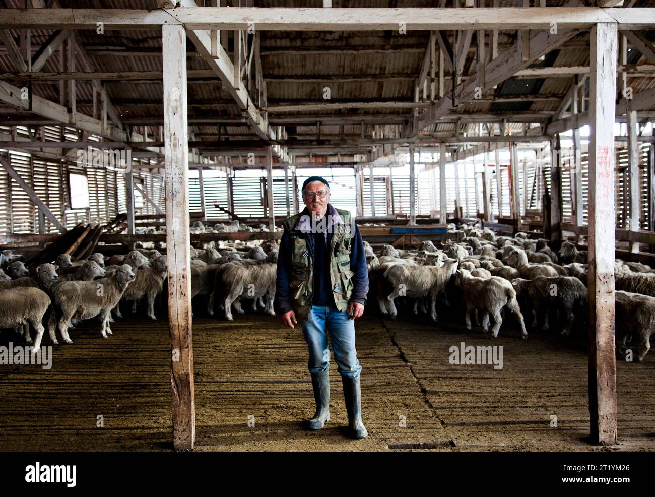Un agriculteur dans une ferme avec un troupeau de moutons groupés ensemble. Banque D'Images