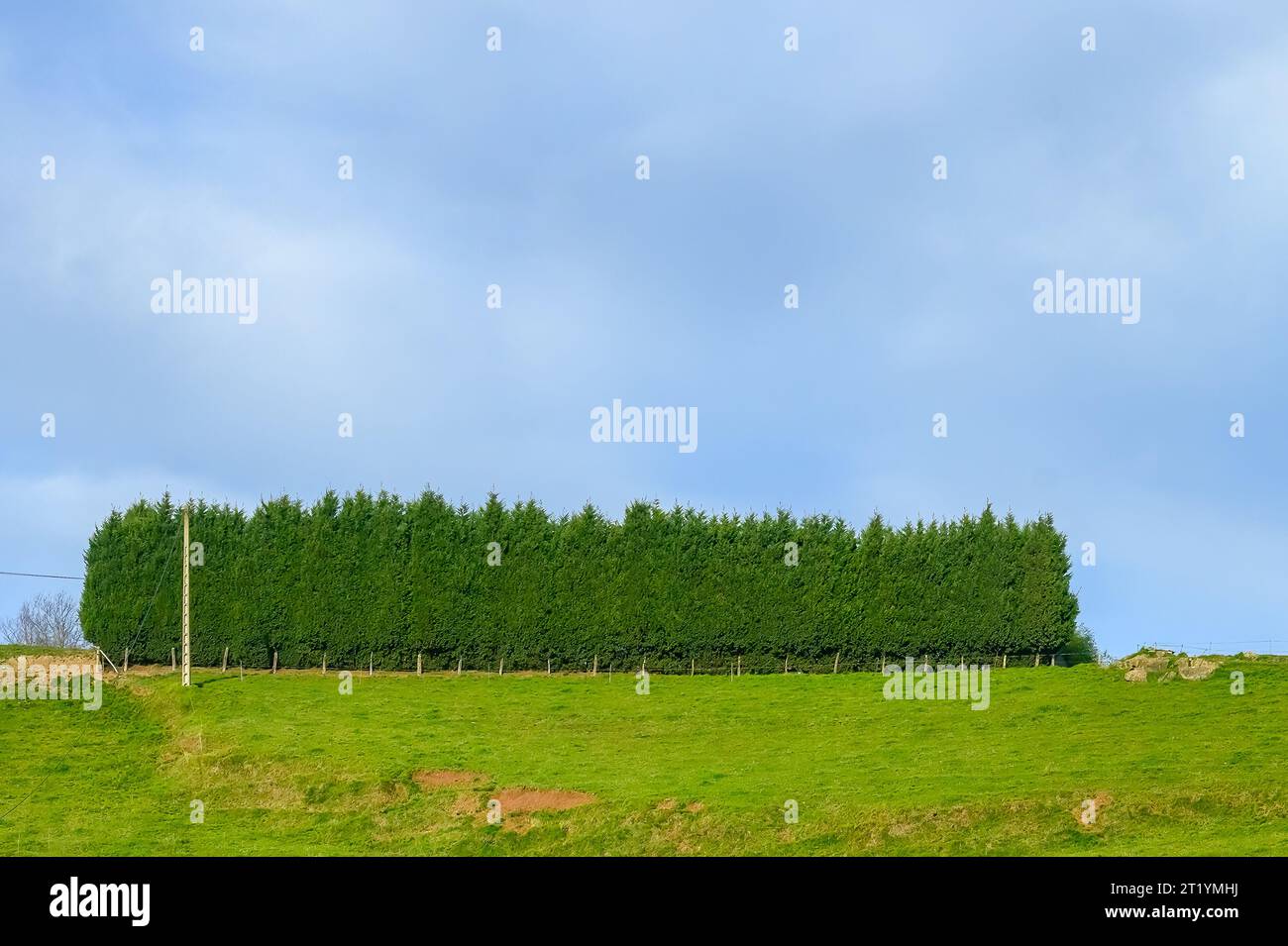 Asturies, Espagne, zone d'arbres de forme rectangulaire dans une scène rurale Banque D'Images