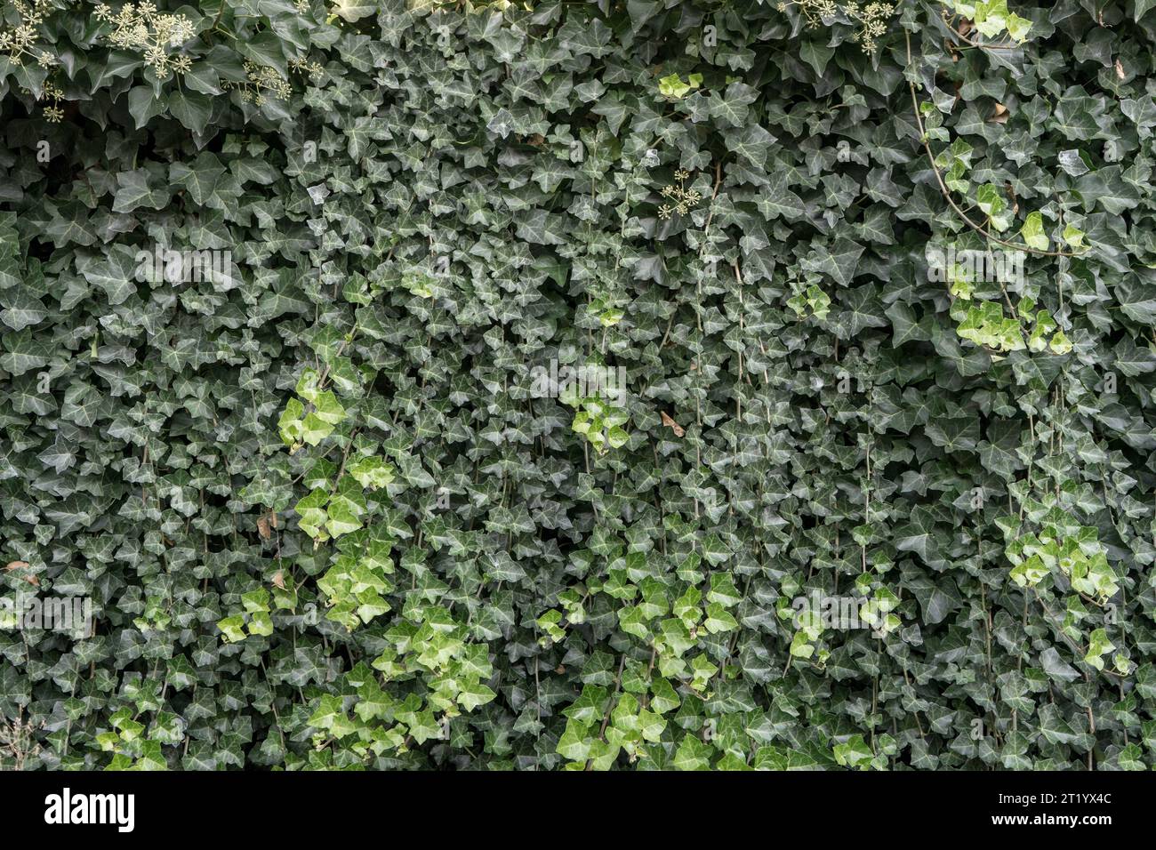 Fond de mur de lierre vert. Texture de mur de lierre vert. Banque D'Images