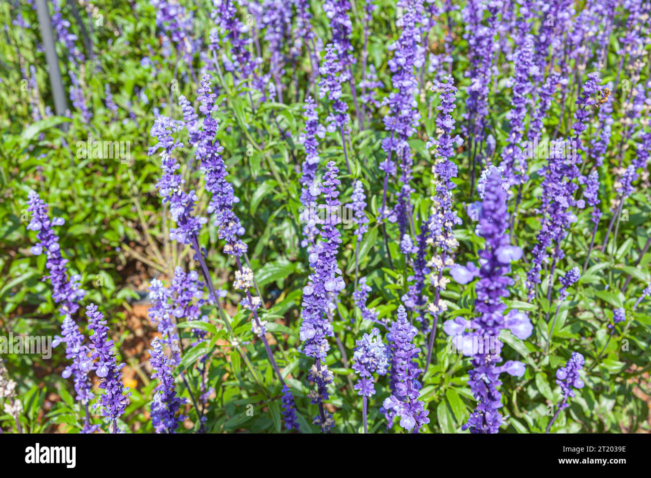 Le champ de Salvia Farinacea également connu sous le nom de sauge bleue Mealycup, fleurissant en journée ensoleillée Banque D'Images