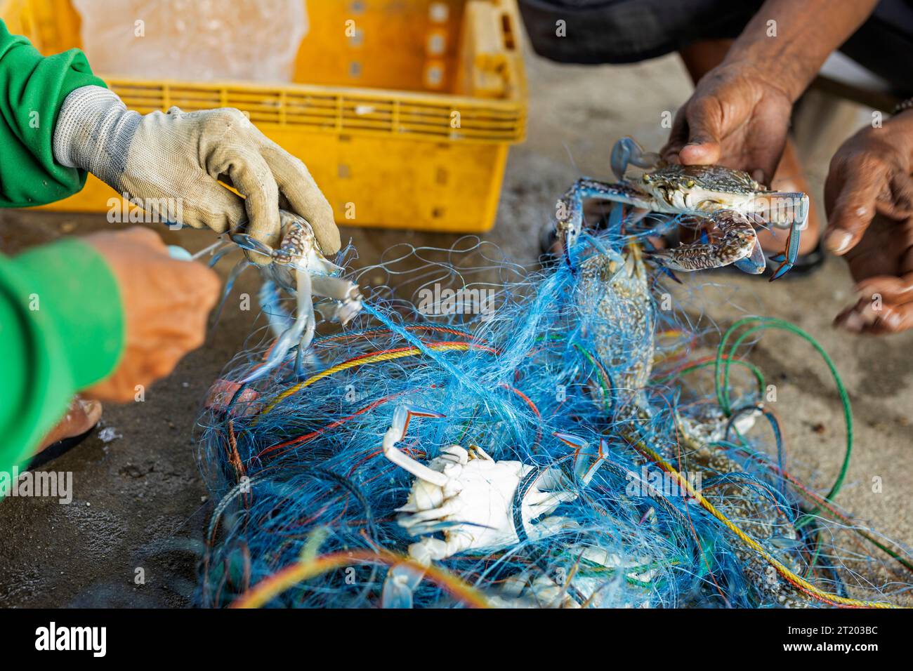 Thaïlande, province de Rayong, Pan Phe : nageur bleu pêche au crabe. Les pêcheurs retirent les crabes des filets de pêche Banque D'Images