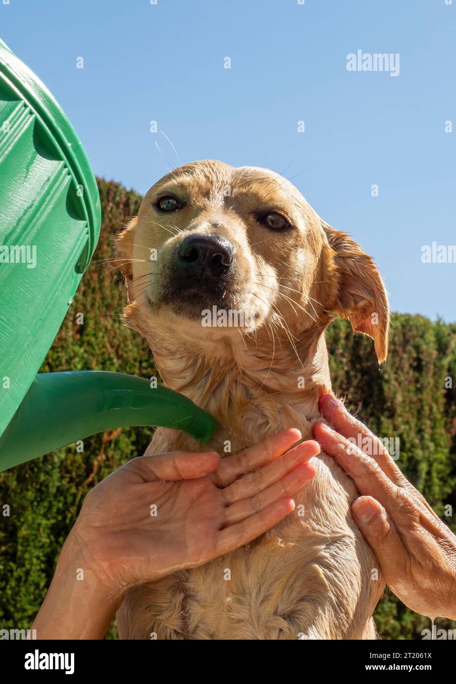 Chien Labrador dans le bain avec sa maîtresse Banque D'Images