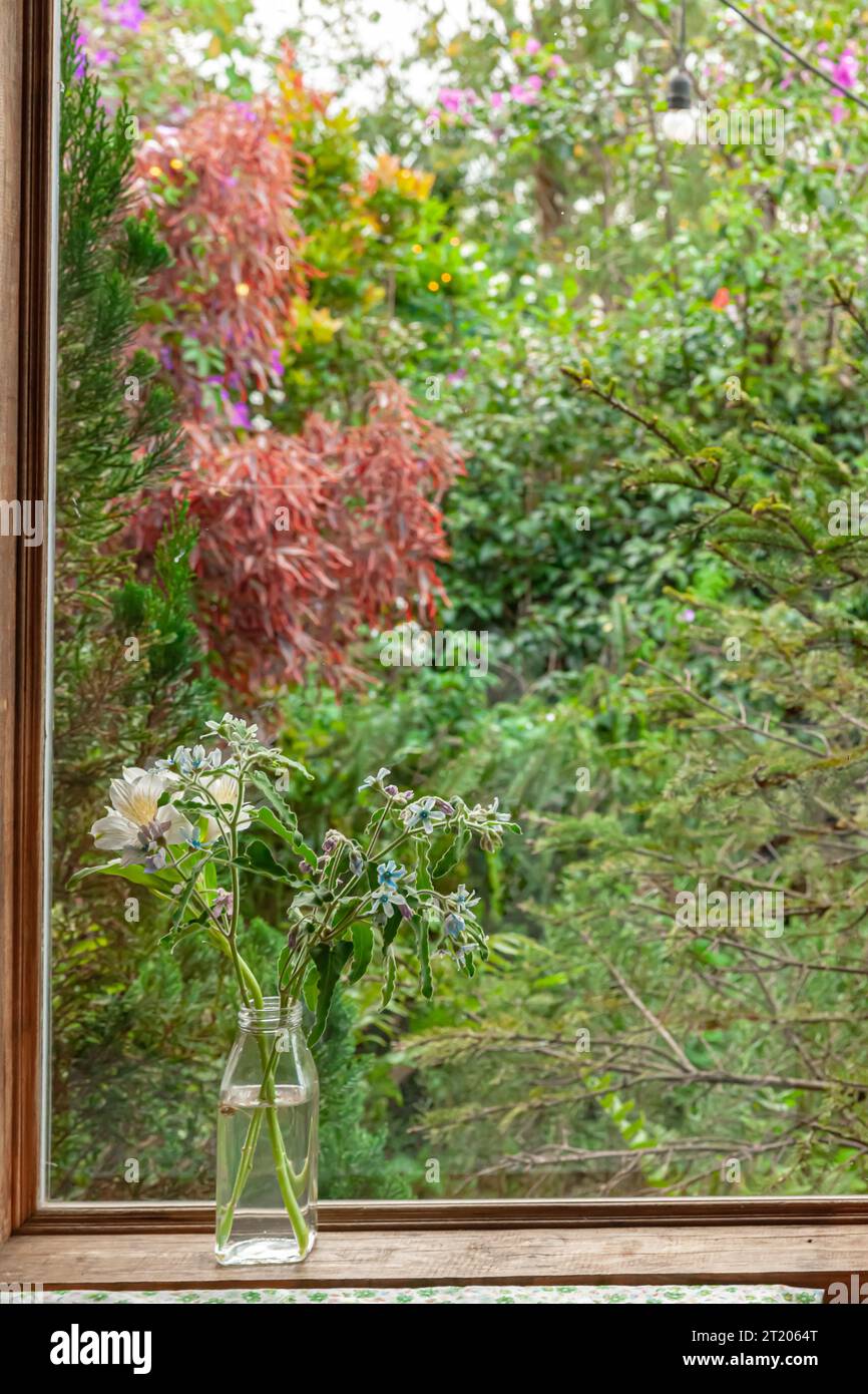 fleur colorée dans le vase en verre sur le vieux rebord de la fenêtre en bois avec jardin d'automne derrière Banque D'Images