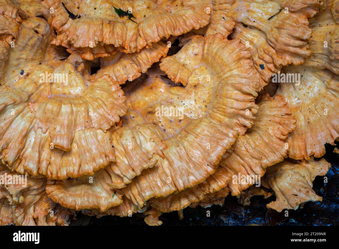 Gros plan du champignon Laetiporus sulphureus, connu aussi sous le nom de polypore de soufre ou poulet des bois Banque D'Images