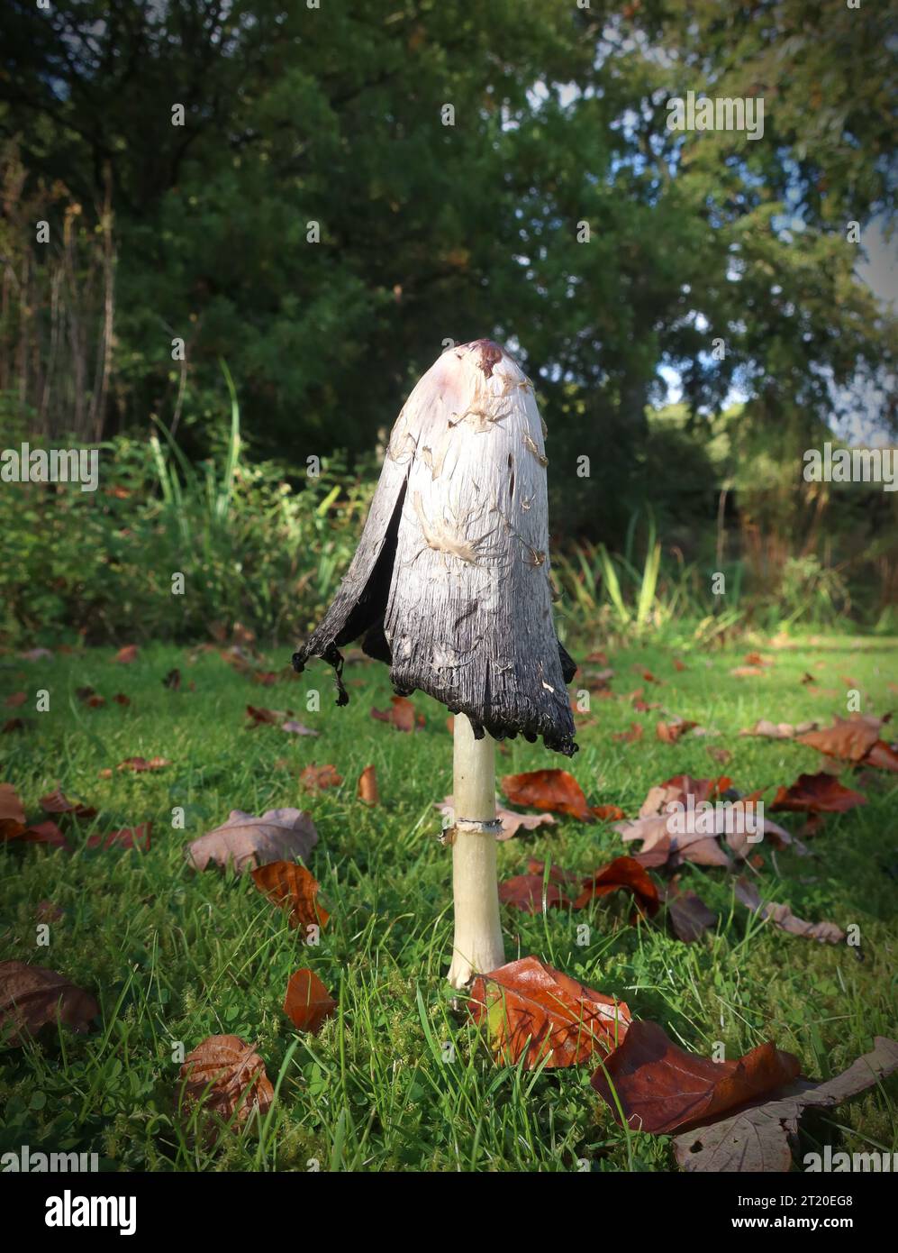 Comestible Shaggy Inkcap ou Lawyer's Wig champignon champignon, Coprinus comatus, Cheshire, automne, Angleterre, ROYAUME-UNI, WA4 3DS Banque D'Images