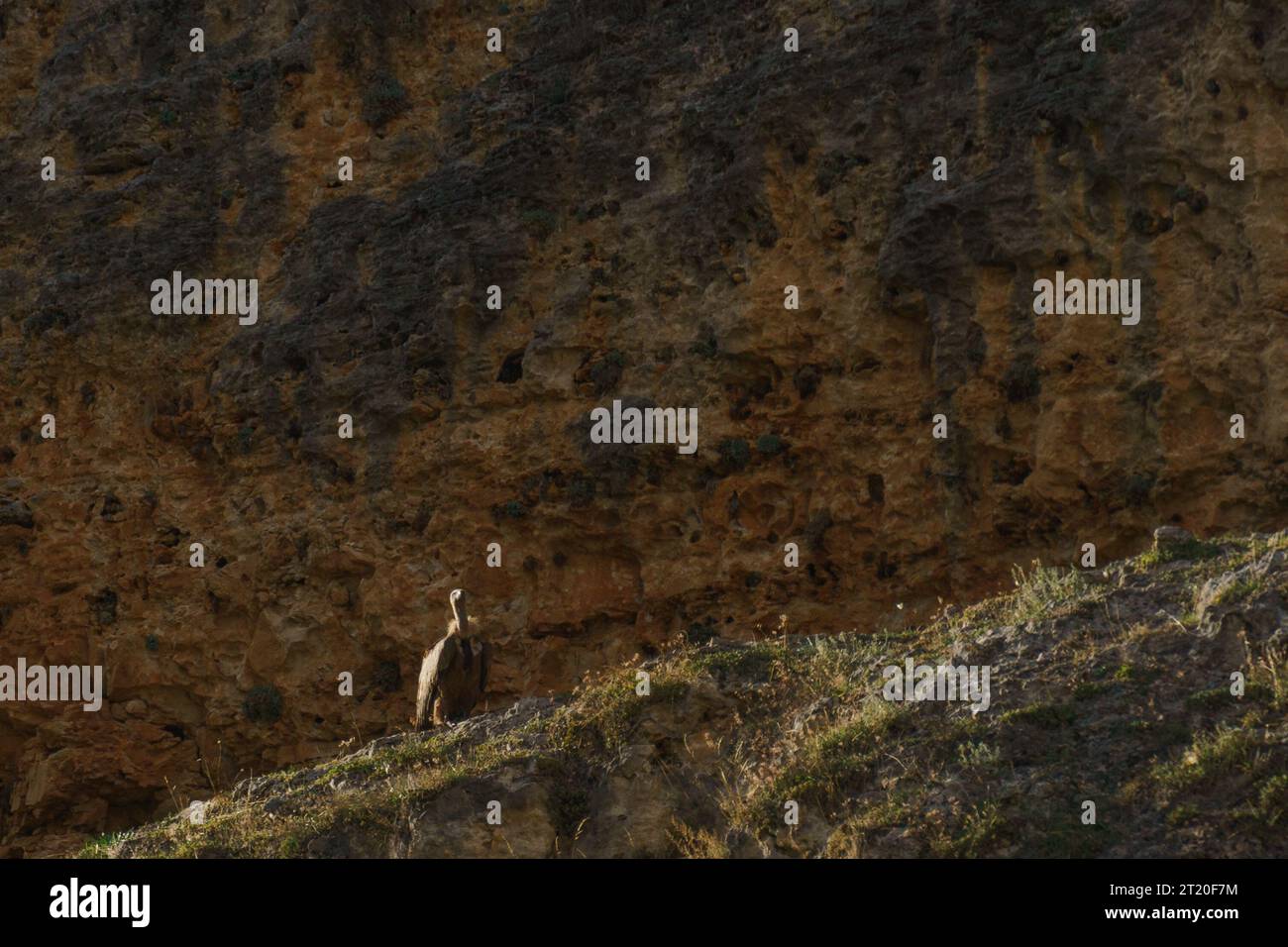 Vautour de Griffon ou Gyps fulvus assis à la formation rocheuse du canyon de la rivière Duraton, Sepulveda, Ségovie, Espagne Banque D'Images