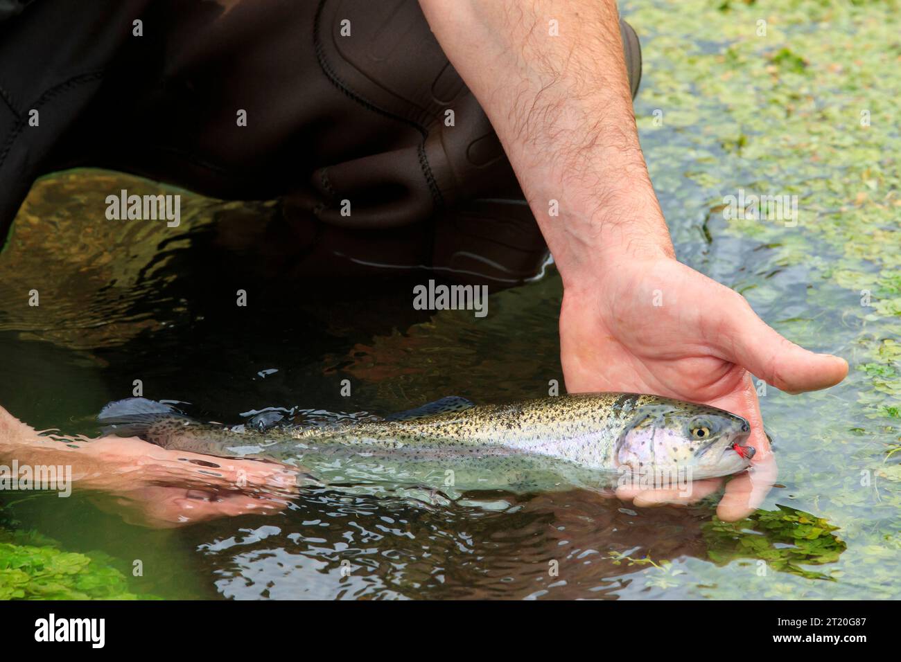 Pêche à la truite, pêche à la mouche dans une rivière. Pêcheur, pêcheur tenant une truite dans ses mains Banque D'Images