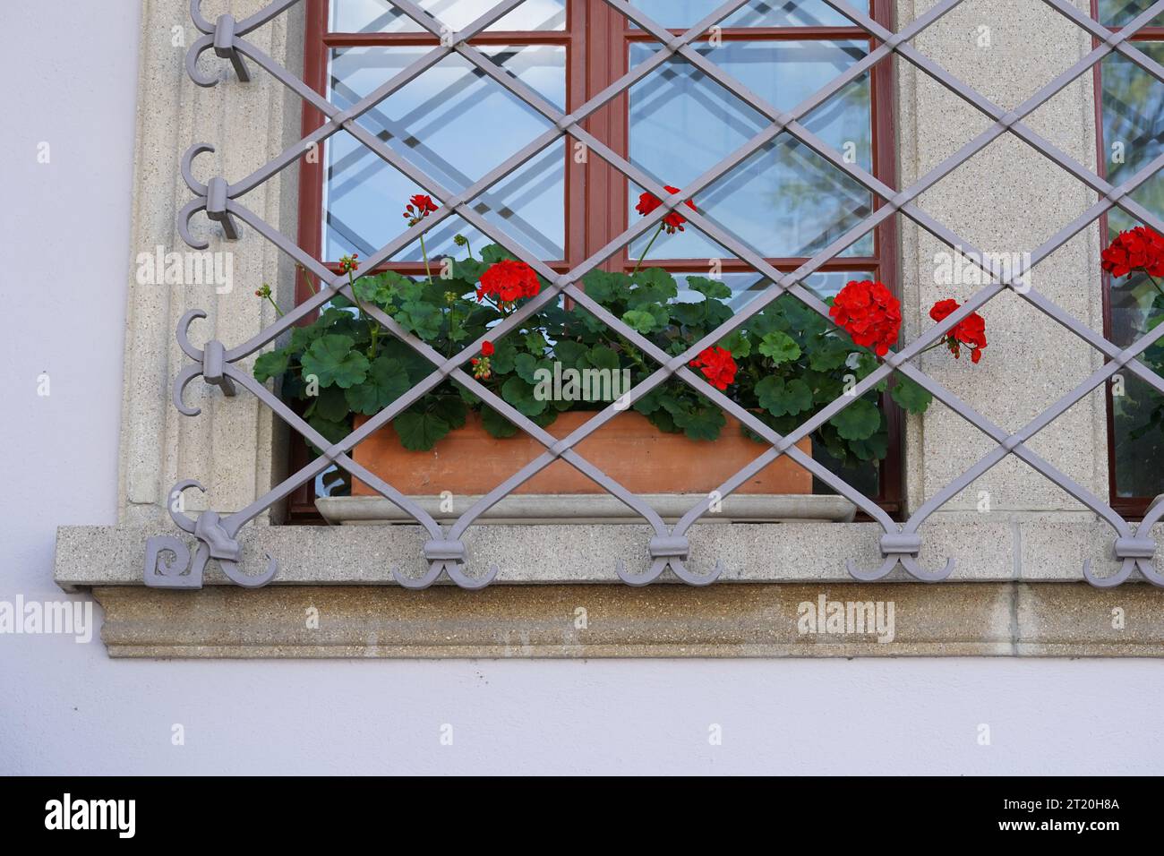 Plantes de géranium avec des fleurs rouges placées dans un pot de fleur rectangulaire en terre cuite sur un rebord de fenêtre. Toute la fenêtre est protégée par une grille métallique. Banque D'Images