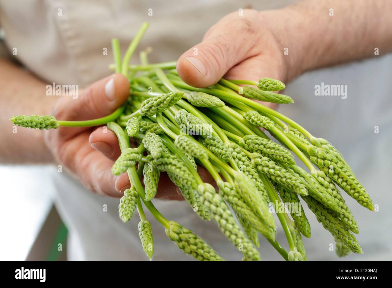 Cuisinier tenant un bouquet d'asperges sauvages Banque D'Images