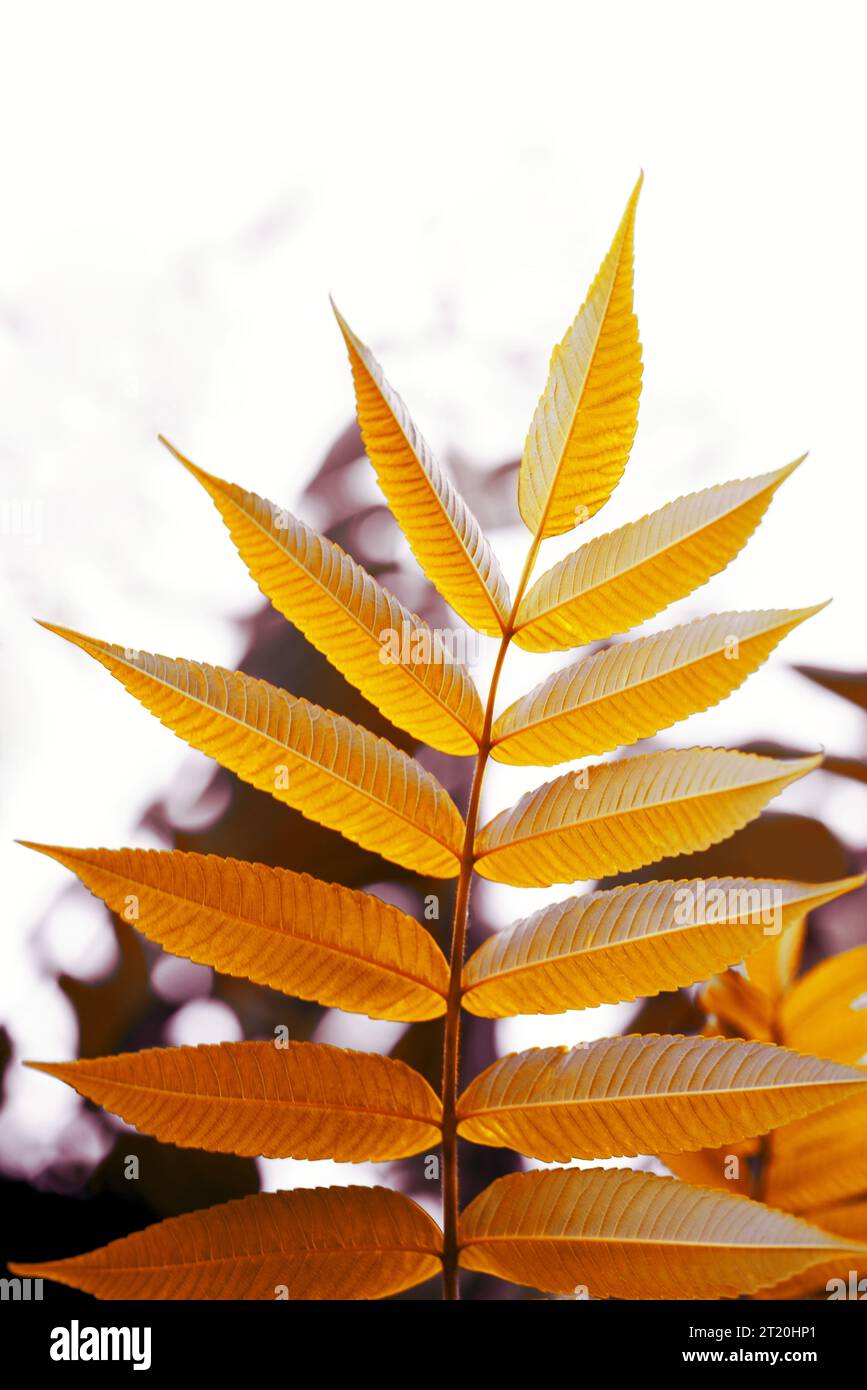 Fond avec la feuille d'automne rouge orange or brillant d'automne sur fond sombre. Photo de haute qualité Banque D'Images