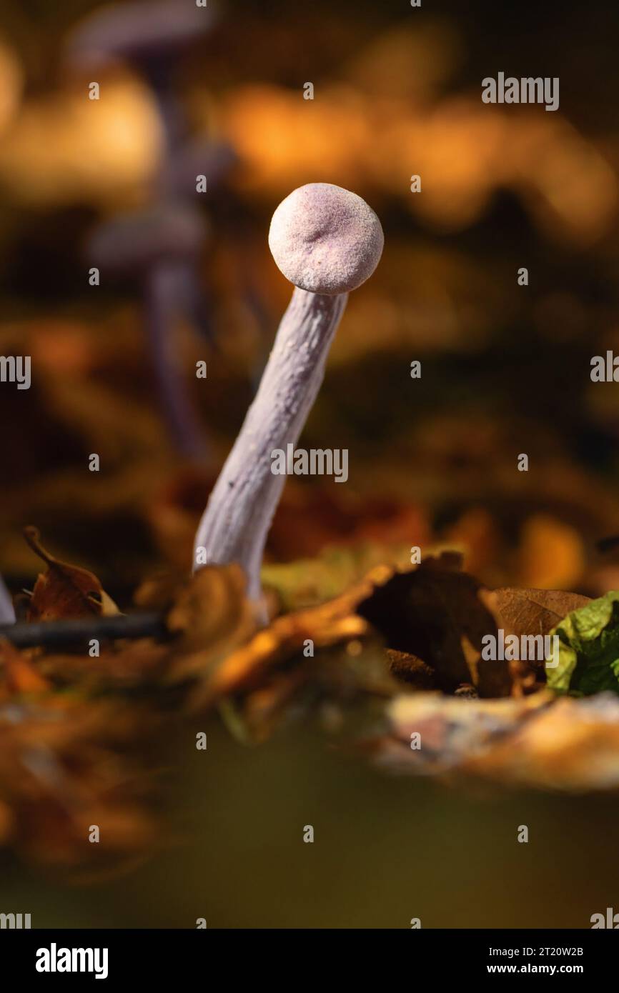 Trompeur d'améthyste sur le sol forestier, cette espèce de champignon pousse dans les forêts à feuilles persistantes en saison d'automne (Laccaria améthystina) Banque D'Images