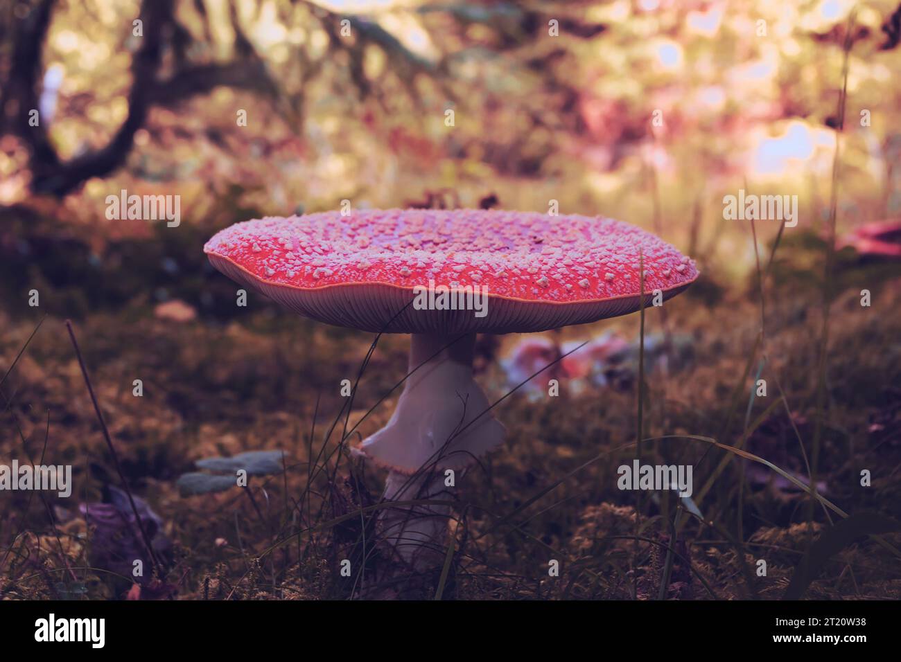 Magnifique agaric rouge à la lumière d'automne (champignon toxique de la forêt, Amanita muscaria) Banque D'Images