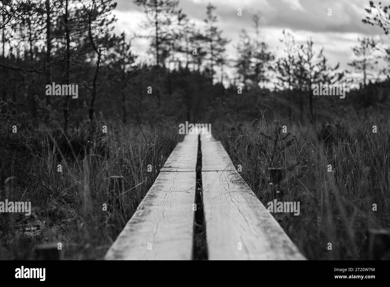 Sentier de randonnée noir et blanc sur un marais nordique Banque D'Images