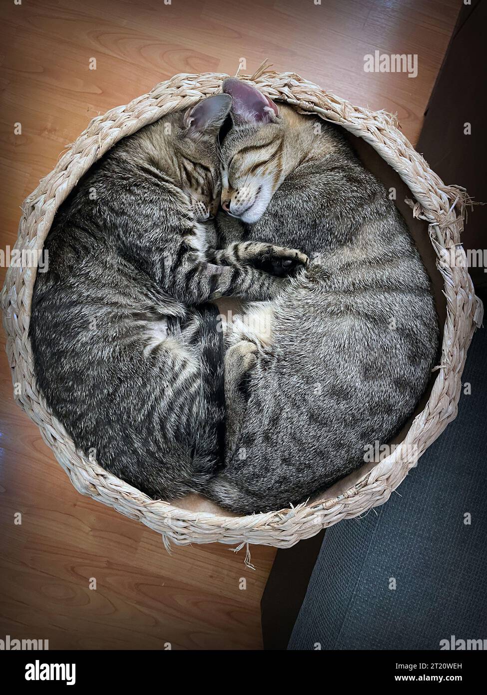deux chatons dormant ensemble dans un lit ped ; mignons jeunes animaux dans un câlin Banque D'Images