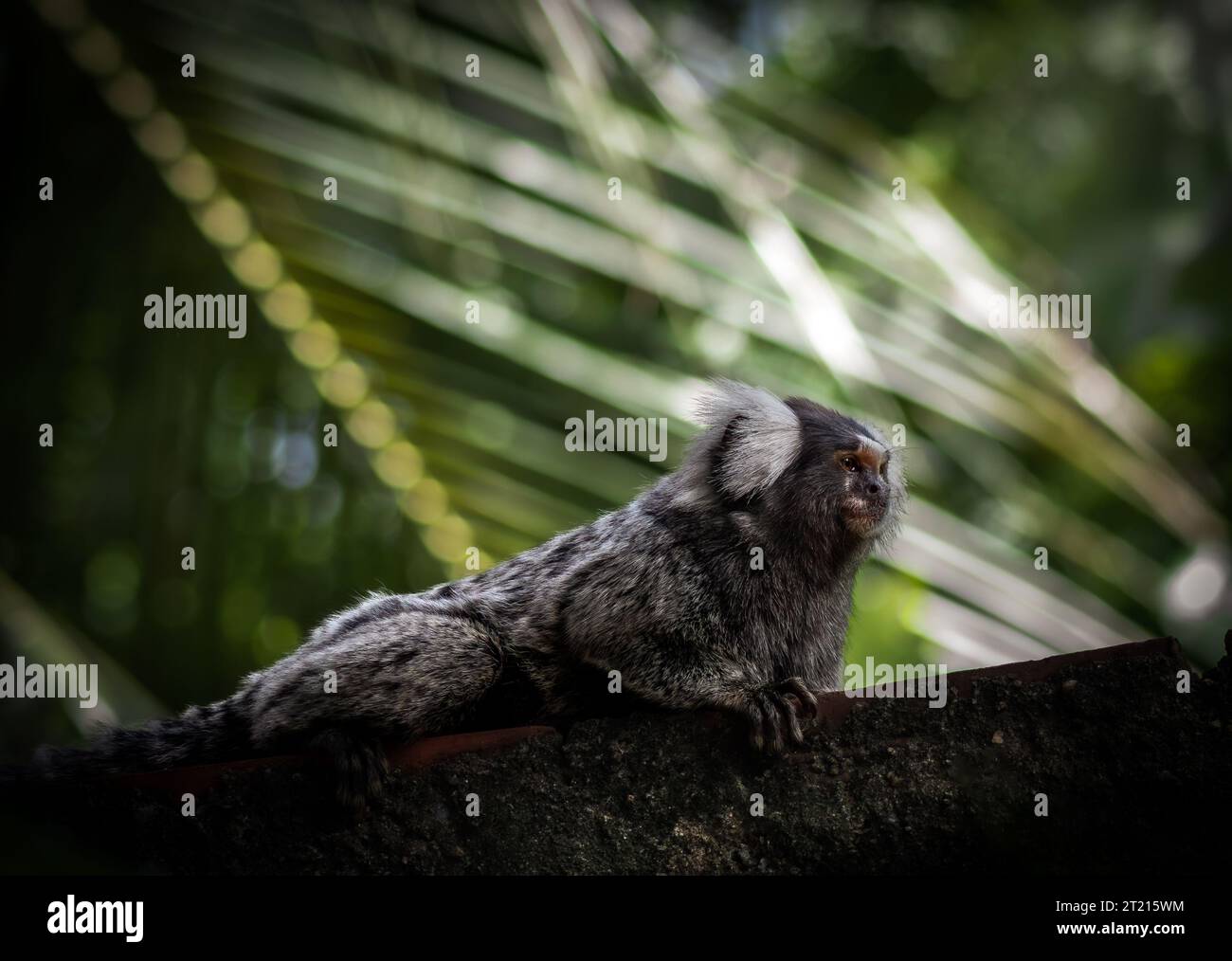 Un mignon singe brun perché sur une branche d'arbre vert luxuriant, entouré d'une pléthore de feuillage Banque D'Images