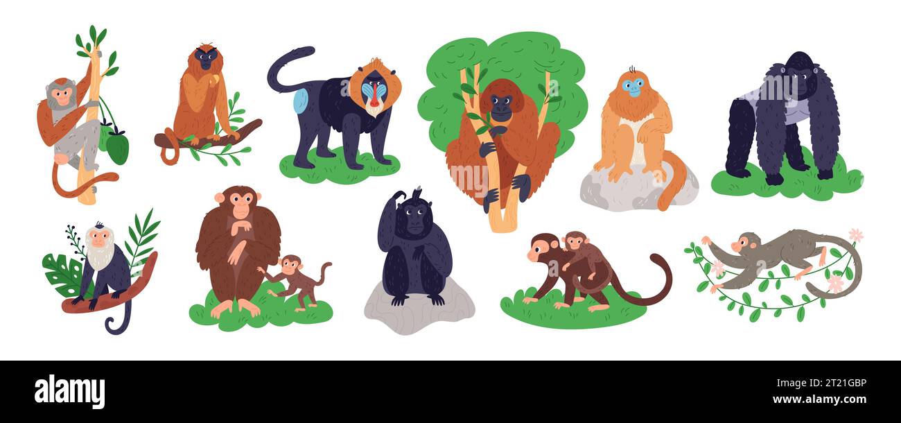 Personnages de singes de dessin animé. Différentes races de primates. Mammifères drôles tropicaux. Chimpanzé ou babouin. Animaux Anthropoïdes. Les habitants de la jungle. Gorilla et Illustration de Vecteur