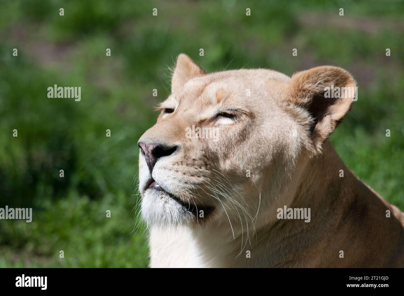 Lionne sud-africaine blanche Banque D'Images