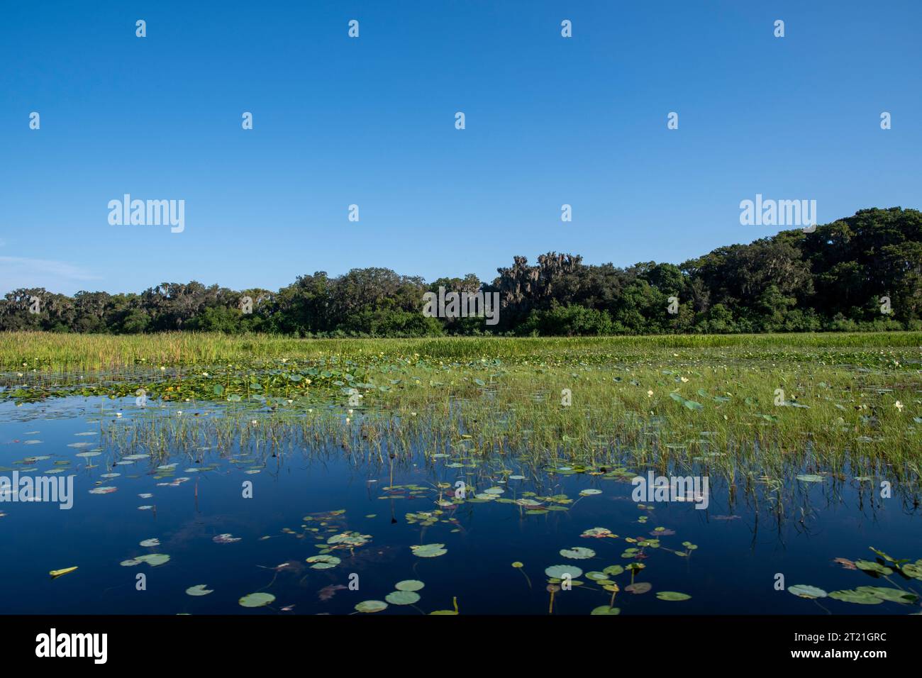 Environnement naturel sur le lac Tohopekaliga, St. Cloud, Kissimee, Floride , à travers les sources des everglades Banque D'Images