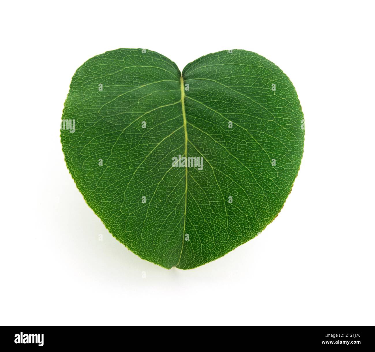 Forme de feuille de coeur vert isolé sur blanc. Banque D'Images