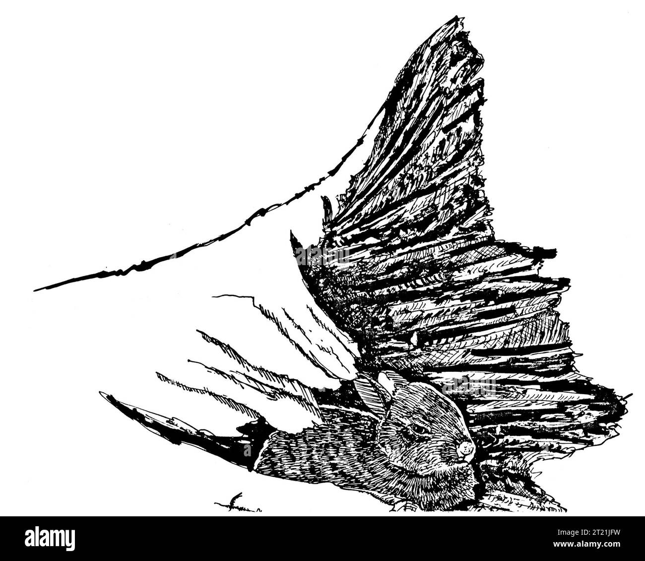 Leporidae. Créateur : Kelley, Tom. Sujets : lapins ; petits mammifères ; dessin au trait ; illustrations ; illustrations. . 1998 - 2011. Banque D'Images