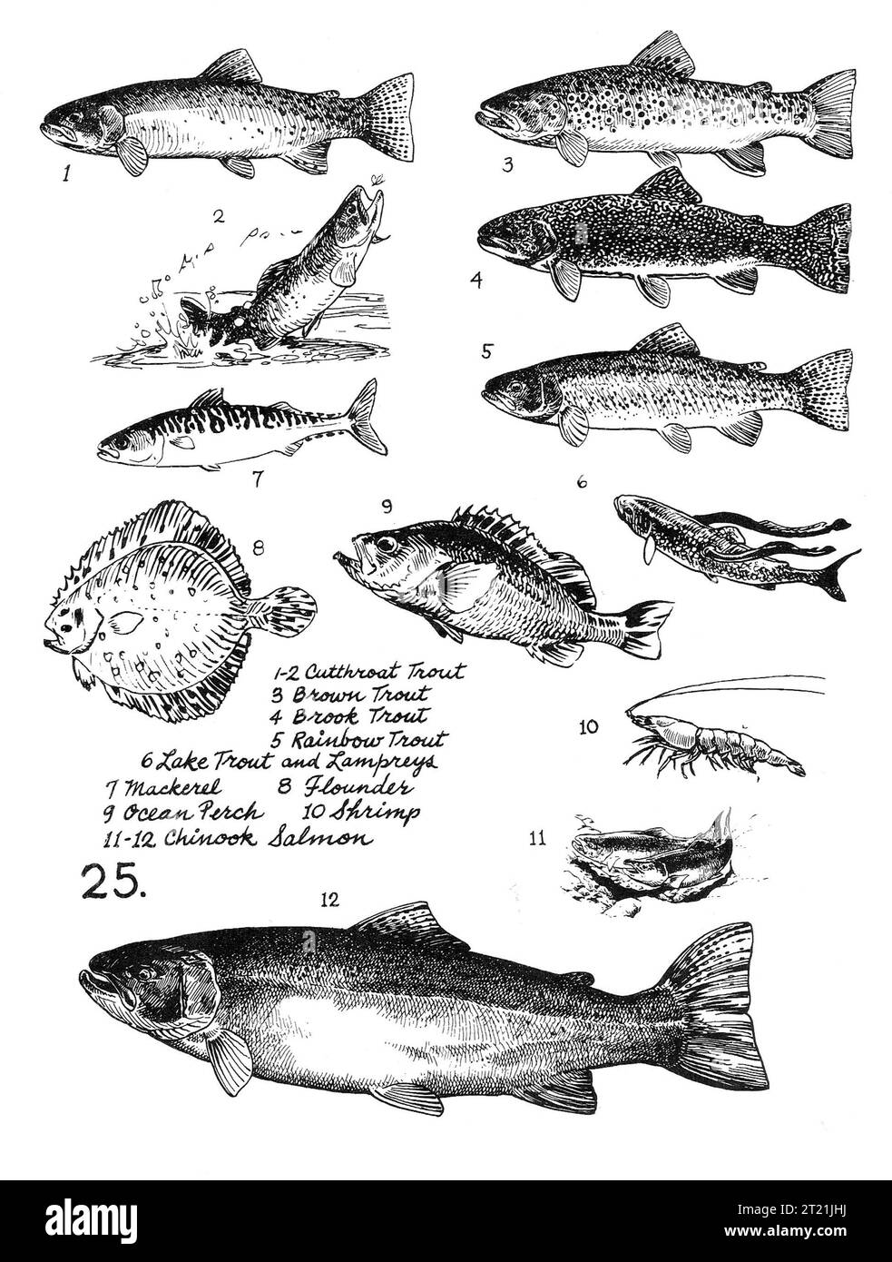 Illustrations scientifiques montrant des espèces marines et d'eau douce, y compris la truite fardée, la truite brune, la truite de fontaine, la truite arc-en-ciel, la truite de lac, lamproies, maquereaux, flet, perches océaniques, crevettes, et le saumon quinnat. Banque D'Images