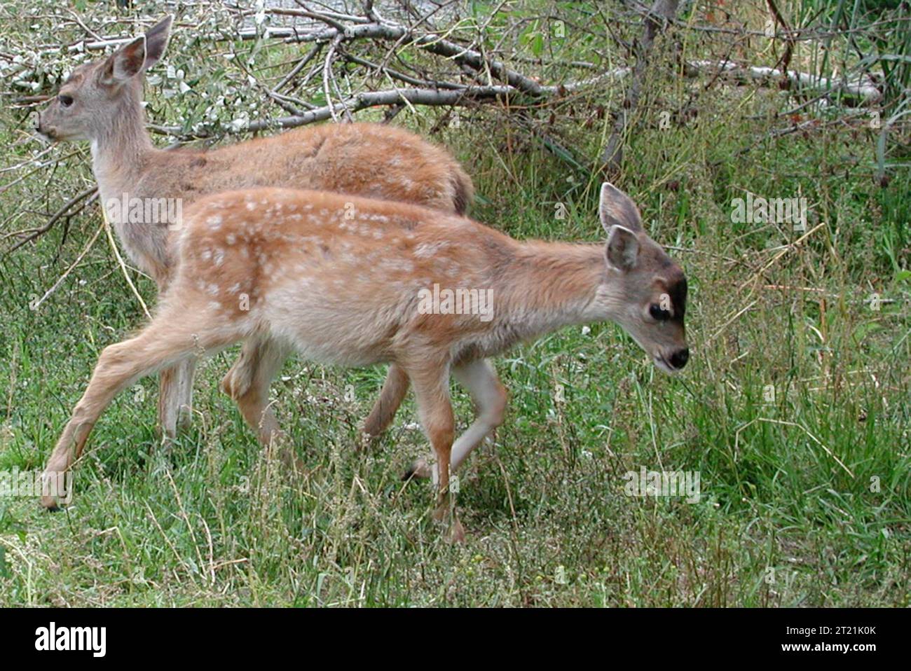 Créateur : Laubenstein, Karen (Big Game Alaska). Sujets : cerfs de Sitka ; cerfs ; mammifères ; Alaska. . 1998 - 2011. Banque D'Images
