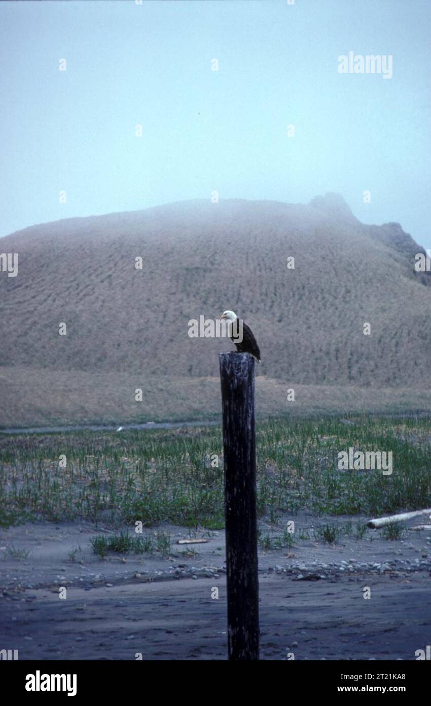 Aigle sur le dessus du poteau en bois. Aléoutiennes, îles Andreanof, île Adak. Sujets : oiseaux ; Raptors. Localisation : Alaska. Site du Fish and Wildlife Service : REFUGE FAUNIQUE NATIONAL MARITIME DE L'ALASKA. Banque D'Images