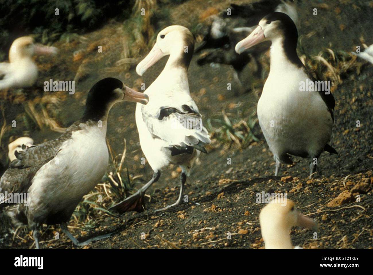 L'albatros à queue courte (Diomedea albatrus) est un oiseau de mer avec une envergure remarquable. Endémique du Pacifique Nord, cette espèce menacée fait face à des efforts de conservation continus pour protéger ses routes migratoires et ses aires de reproduction. Banque D'Images