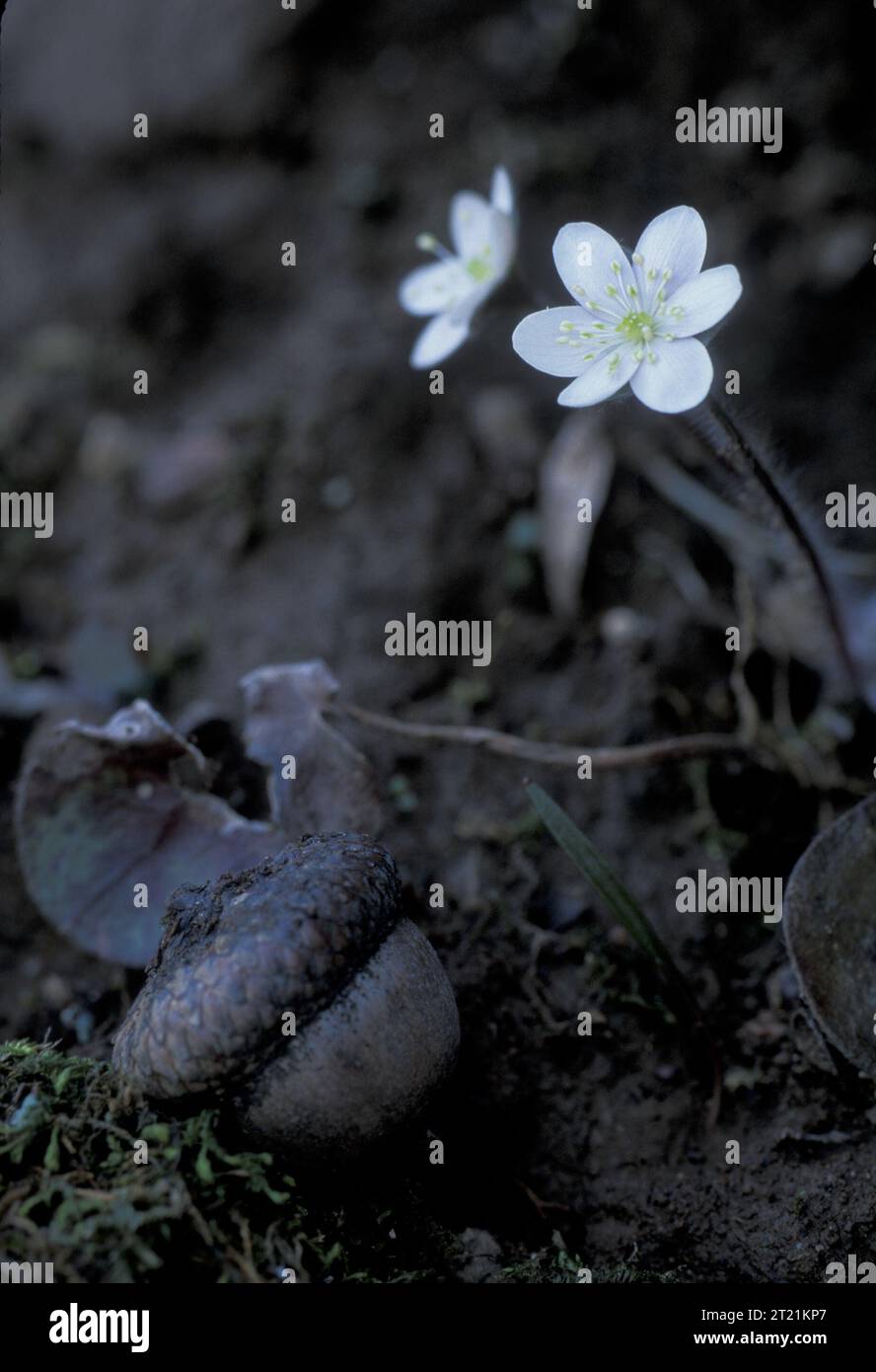 Vue rapprochée des petites fleurs blanches d'une plante hepatica à lobes ronds. Sujets : plantes à fleurs ; plantes. Banque D'Images