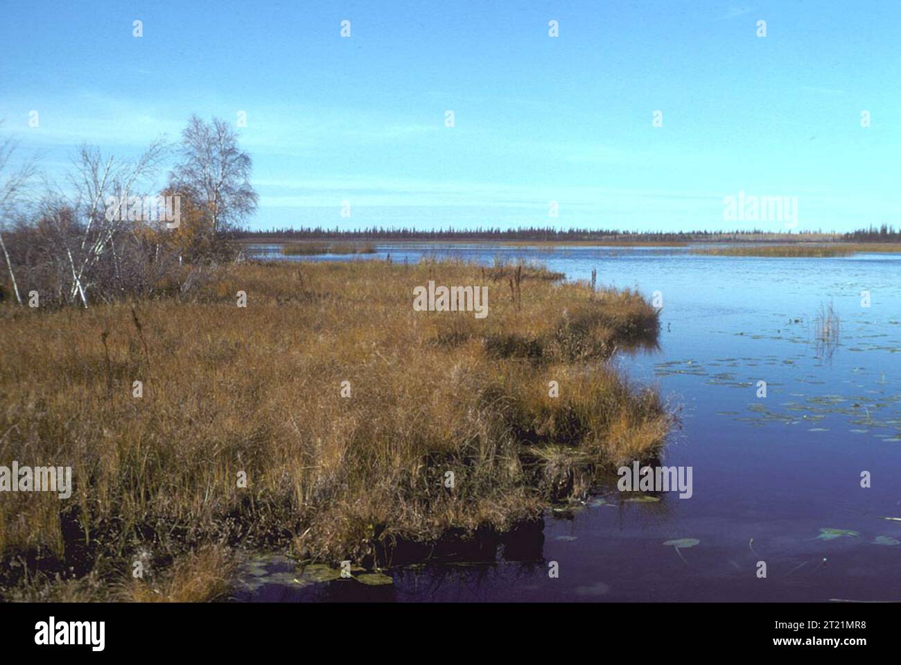 Yukon Flats vue panoramique ; paysages ; collection Spencer. Sujets : paysages ; rivières et ruisseaux ; refuges pour animaux sauvages. Localisation : Alaska. Site du Fish and Wildlife Service : YUKON FLATS NATIONAL WILDLIFE REFUGE. Banque D'Images