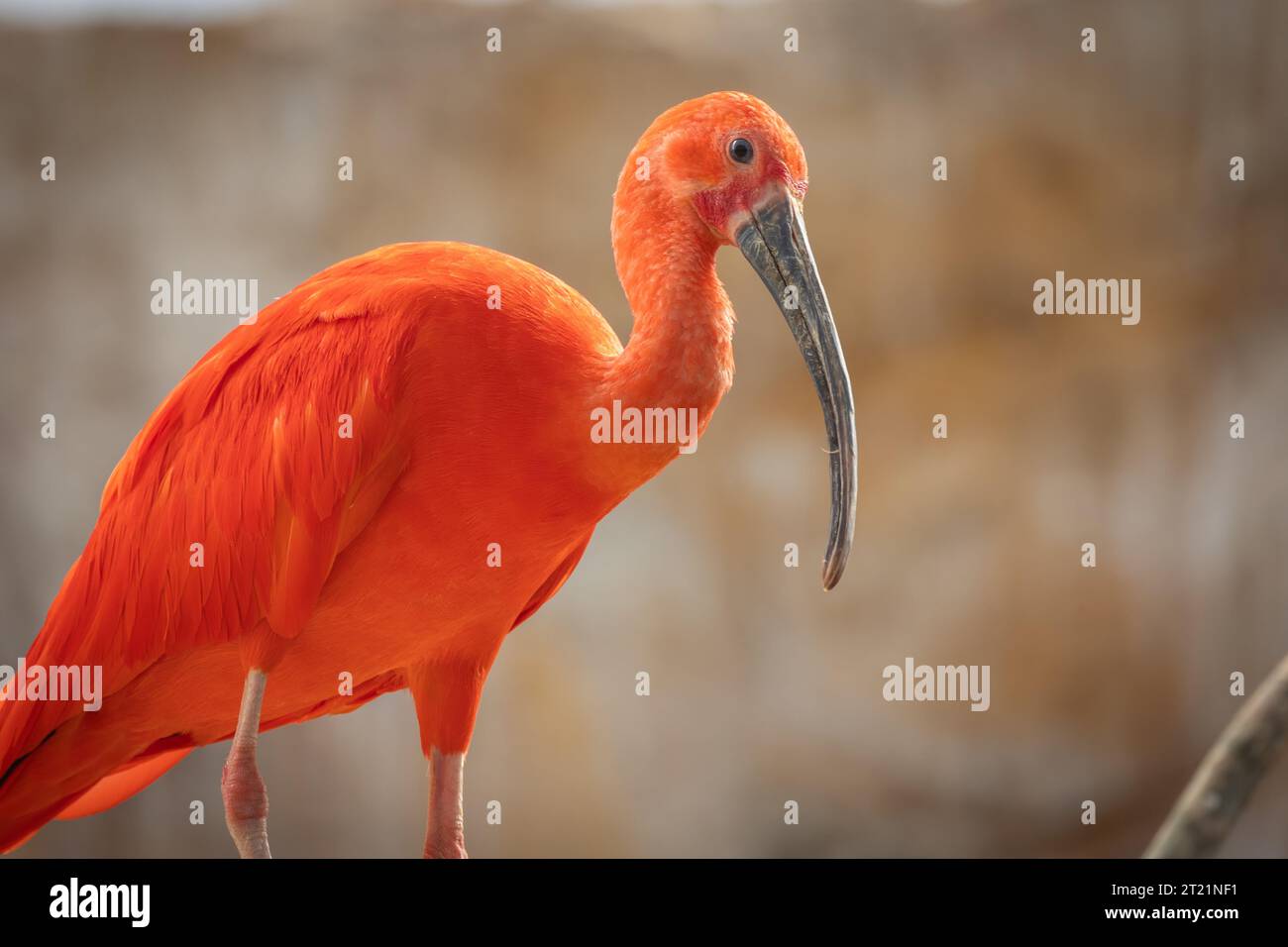 Scarlet ibis (Eudocimus ruber), gros plan Banque D'Images