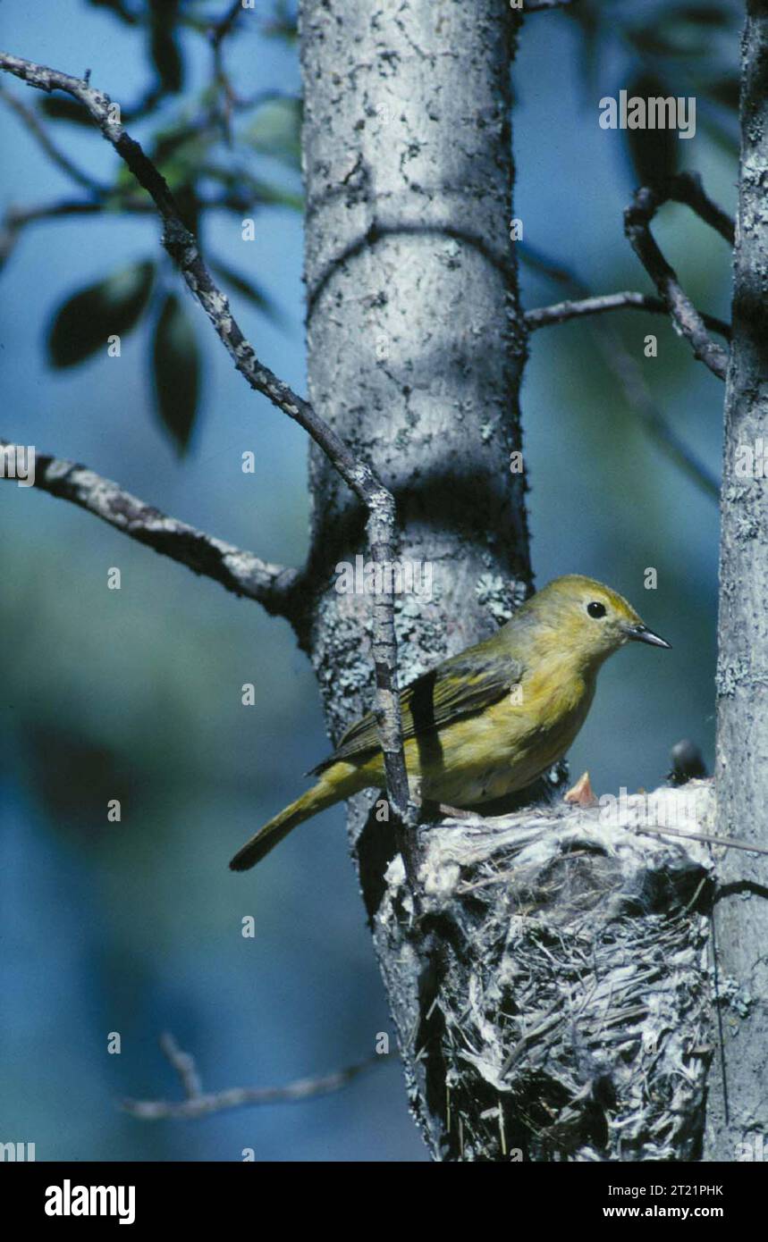 Habitat ; tremble ; YFNWR ; espèce ; Passerines. Sujets : forêts ; oiseaux. Site du Fish and Wildlife Service : YUKON FLATS NATIONAL WILDLIFE REFUGE. Banque D'Images